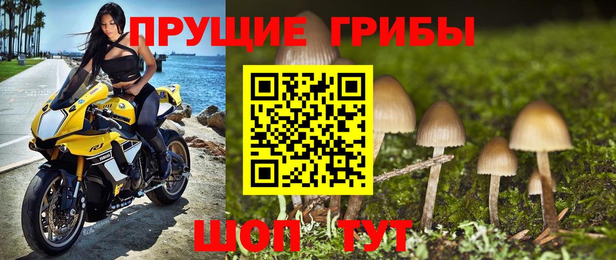 Галлюциногенные грибы Psilocybine cubensis Павловский Посад